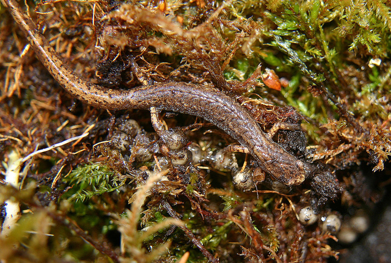 Four-toed salamander guarding clutch of eggs. Four-toed salamander guarding clutch of eggs. Credit: Rick Koyal